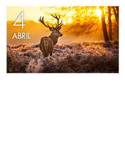Diseño de calendario